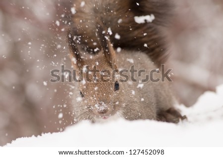Hokkaido Squirrel (Ezorisu) in Winter mountain.subspecies of red squirrel native to Hokkaido, Japan.