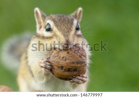 Chipmunk eating walnuts