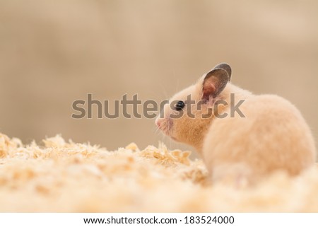 Cute Golden Hamster on wood chips