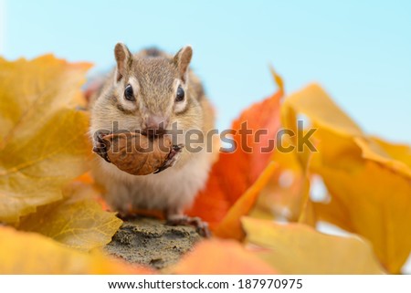 Chipmunk eating walnut and fallen leaves