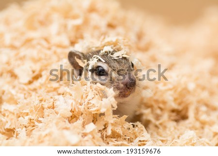 Chipmunk buried in wood chips