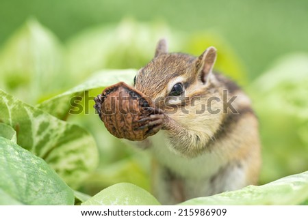 Chipmunk eating walnut.