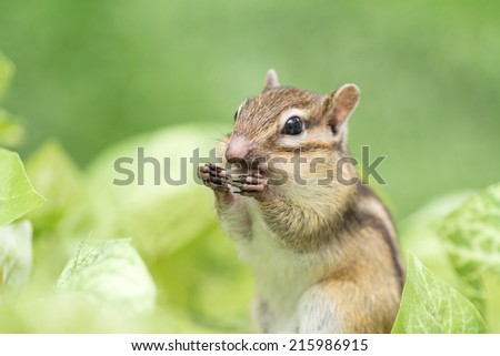chipmunk eating sunflower seed.