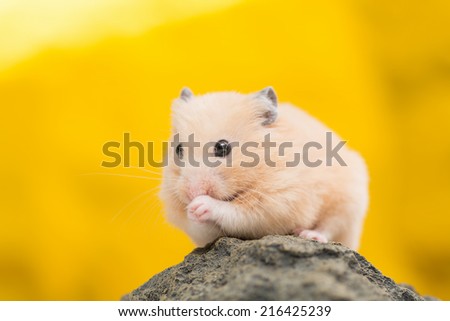 Golden Hamster on Golden Background.