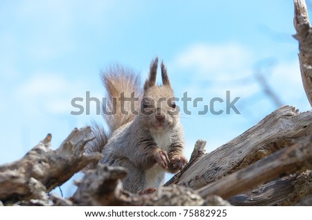 Red squirrel (Hokkaido Squirrel) on the withered tree