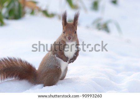 Hokkaido Squirrel (Ezorisu) in Winter mountain.Subspecies of Red Squirrel native to Hokkaido,Japan.