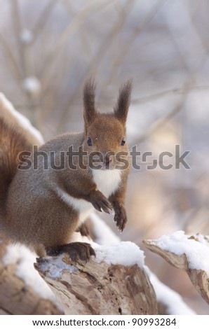 Hokkaido Squirrel in Winter mountain.Subspecies of Red Squirrel native to Hokkaido,Japan.