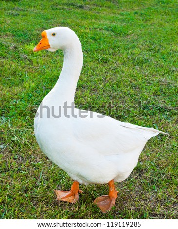 A white goose on green grass