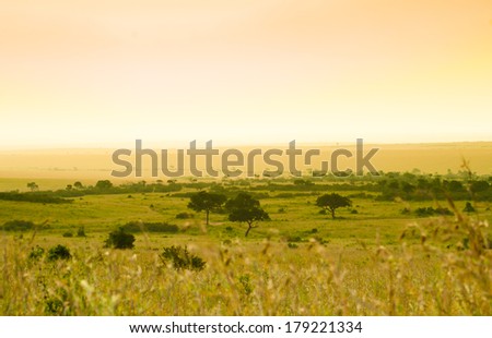 Evening in savanna (landscape), Kenya, Africa