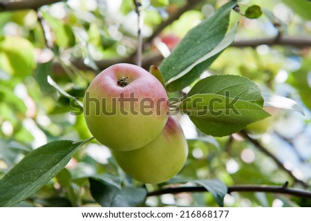 Two apples on an apple-tree branch, close up
