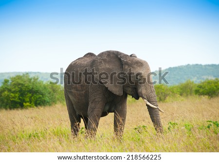 Elephant in savanna, Kenya, Africa