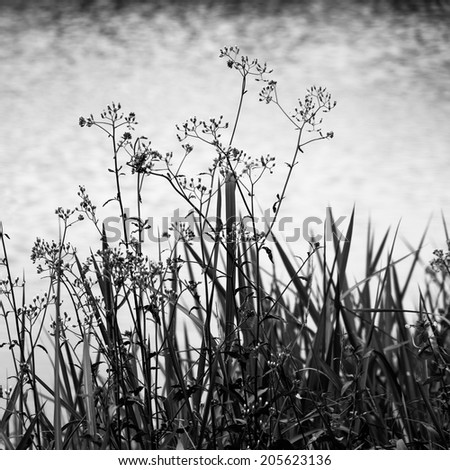 Weeds and grasses on water reflection background, in black and white.