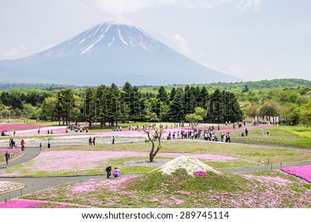 Kawaguchiko, Japan - May 15, 2015: Fuji Shibazakura (Moss Phlox/Phlox Subulat) Festival 2015 was held during April 19 - June 1, 2015 at the Fuji Motosuko Resort, Yamanashi Prefecture.