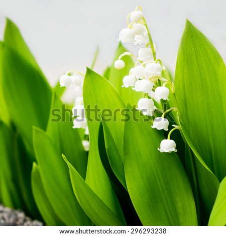 Lily of the Valley flowers on white background.