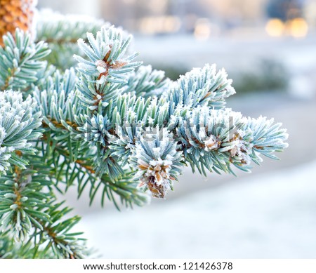 Branches of spruce is covered with frost