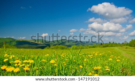 Yellow dandelions on meadow in mountains in spring