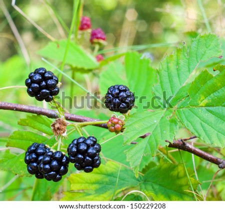 Wood berry a blackberry against green foliage