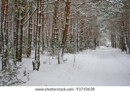season is winter, especially like the winter forest.
