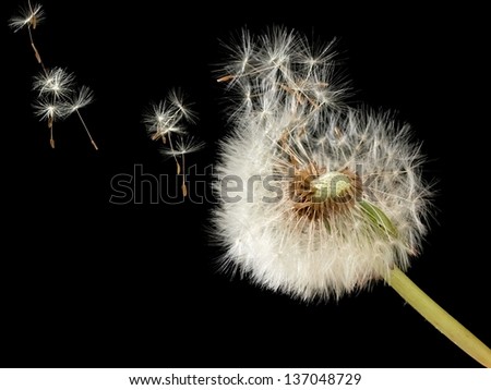 Overblown dandelion some flying seeds