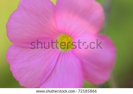 Close-up of pink oxalis flower, Lady\'s sorrel