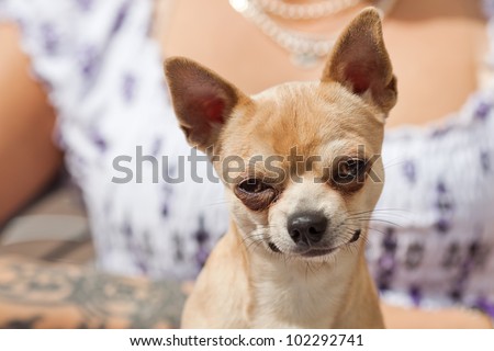 picture of a funny looking dog with blinking eyes in front of a woman