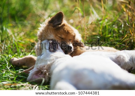 Elo puppy bites a Golden Retriever in the neck