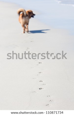 paw prints of a dog along a beach with the blurred dog in the background
