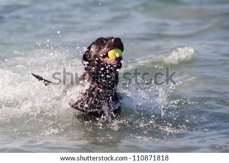 dog runs with a tennis ball in the mouth through the water