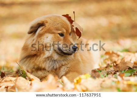 cute Elo dog lying in the autumn leaves with one leaf on his head