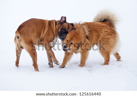 best dog friends playing in the snow