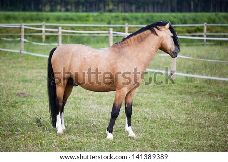 portrait of a Welsh Cob pony standing on the field