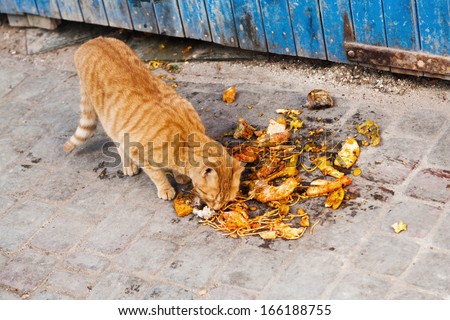 stray cat eating waste in an Moroccan town