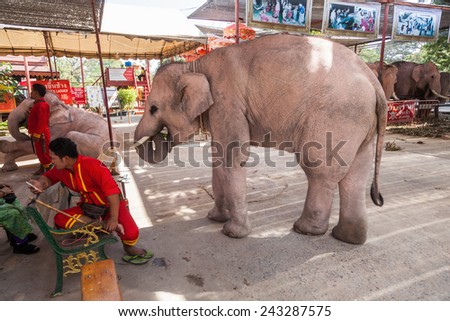 AYUTTHAYA, THAILAND - DECEMBER 15, 2014: baby elephant at station to hire elephants for riding with tourists. Ayutthaya is famous for its historical park that is listed under the world heritage sites