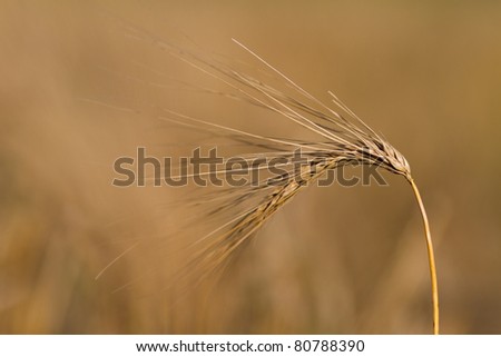 barley ear with copy space