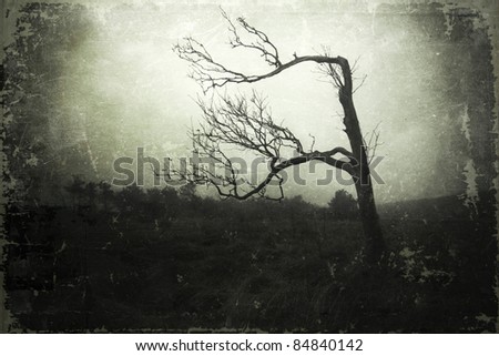 mystic skeletal tree in a foggy landscape overlaid with a grunge texture