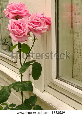 A little shabby-chic style... pink roses and window. White traditional wooden house in Bergen, Norway