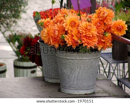 Buckets of flowers