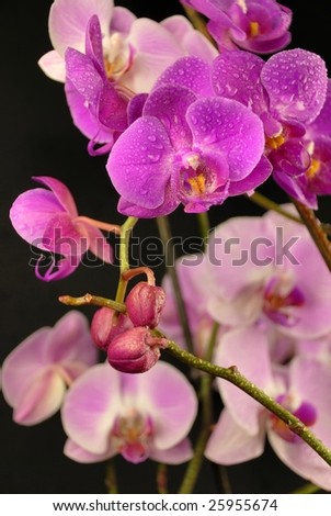 Pink and purple orchids on black background