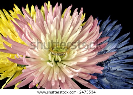 Chrysanthemums in spring colors with an anniversary style wedding band in one flower on a black velvet background.
