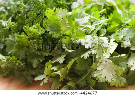 A bunch of fresh cilantro with a bunch of parsley.