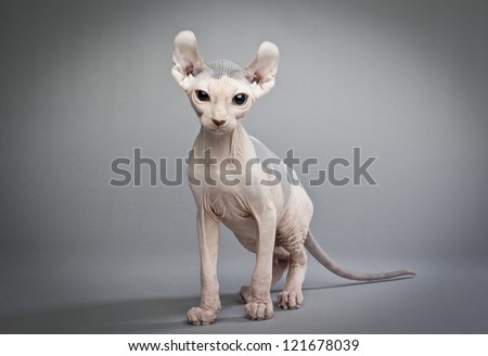 An elf cat is a cross between different breeds of cat. It is hairless with curled ears and tails Elf Cat