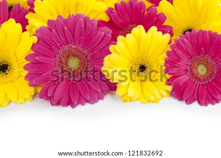 Close up view of  pink and yellow daisies against  white background