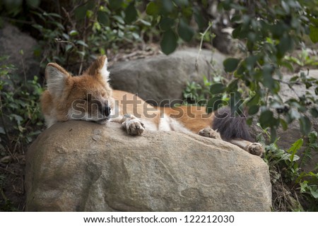 Asian Red Wolf caught by camera sleeping on a rock