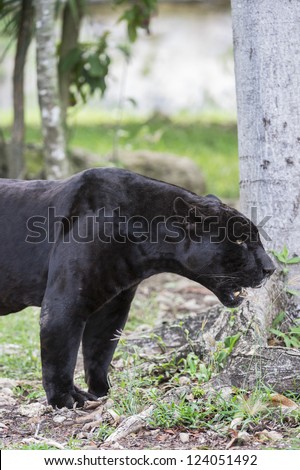 Black Jaguar at Cancun, Mexico