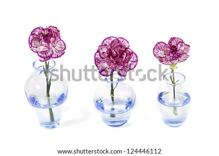 Three Purple and White carnation flowers on a glass vase
