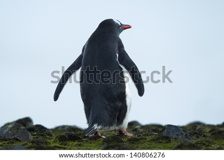 Rare view image of a standing  penguin on a rocky surface