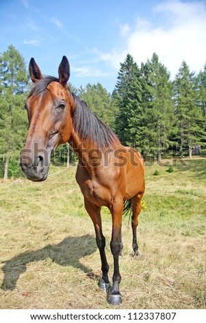 cute Brown horse taken with wide angle in the camp in the mountains
