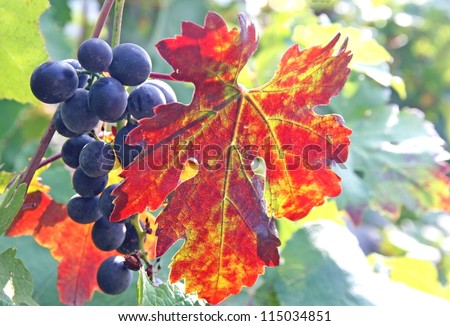 black grape cluster and a flaming red vine leaf in autumn