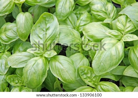 green basil leaves ready to taste the tasty kitchen recipes