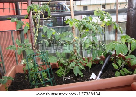 large planter with the tomato plants on a terrace in the city